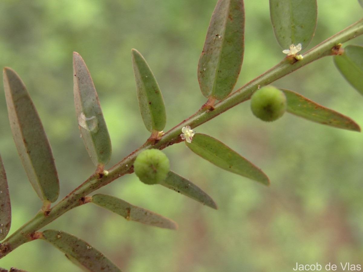 Phyllanthus virgatus G.Forst.